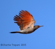 6S3A5618Northern_Flicker_Red-Shafted