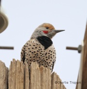 6S3A5722Northern_Flicker_Red-Shafted