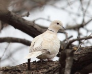 6S3A5744Collared_Dove