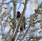6S3A5776Red-Naped_Sapsucker
