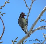 6S3A5795Red-Naped_Spasucker