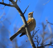 6S3A5810Rufous-Backed_Robin