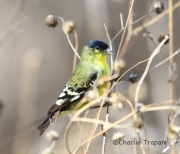 6S3A5841Lesser_Goldfinch