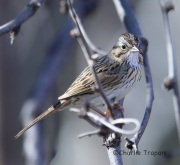 6S3A5851Lincoln's_Sparrow