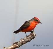 6S3A5898Vermillion_Flycatcher