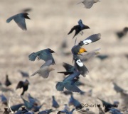 6S3A5964Yellow-Headed_Blackbird