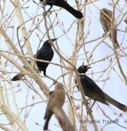 6S3A5996Brewer's_Blackbirds