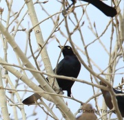 6S3A6000Brewer's_Blackbird