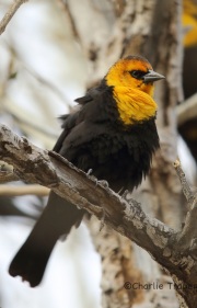 6S3A6005Yellow-Headed_Blackbird