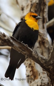 6S3A6014Yellow-Haded_Blackbird