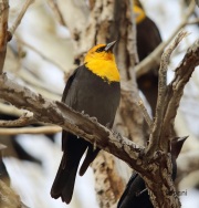6S3A6027Yellow-Headed_Blackbird