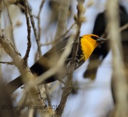 6S3A6030Yellow-Headed_Blackbird