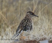 6S3A6107Greater_Roadrunner
