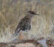 6S3A6110Greater_Roadrunner