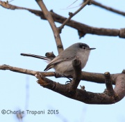 6S3A6121Black-Tailed_Gnatcatcher