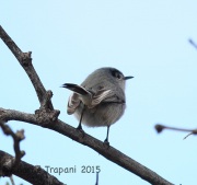 6S3A6132Black-Tailed_Gnatcatcher