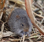 6S3A6140Rodent
