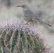 IMG_4225Curved-Billed_Thrasher