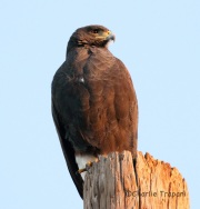 IMG_4230Harris's_Hawk