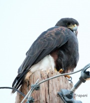 IMG_4239Harris's_Hawk