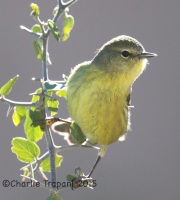 IMG_4406Orange-Crowned_Warbler