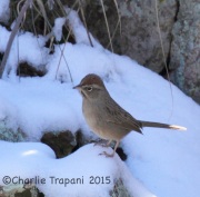 IMG_4453Rufous-Crowned_Sparrow