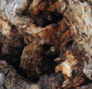 IMG_4516Killer_Bees