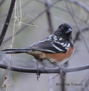 IMG_4538Spotted_Towhee