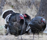 IMG_4556Wild_Turkeys
