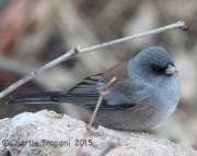 IMG_4596Dark-Eyed_Junco_Pink-Sided
