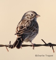 IMG_4659Vesper_Sparrow