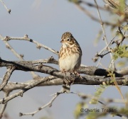 IMG_4696Vesper_Sparrow