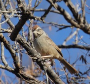 IMG_4752Rufous-Crowned_Sparrow
