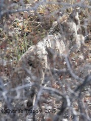 IMG_4819Bobcat_Florida_Canyon