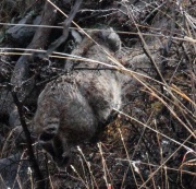 IMG_4825Bobcat