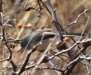 IMG_4854Black-Capped_Gnatcatcher
