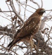 0J6A0053Red-Tailed_Hawk