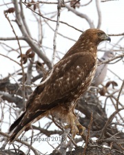 0J6A0055Red-Tailed_Hawk