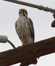 0J6A0211Prairie_Falcon