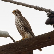 0J6A0234Prairie_Falcon