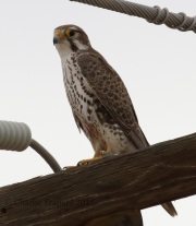 0J6A0235Prairie_Falcon