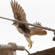 0J6A0240Prairie_Falcon