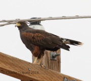 0J6A0269Harris's_Hawk