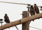 0J6A0277Harris's_Hawks