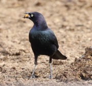 0J6A0375Brewer's_Blackbird