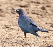 0J6A0393Brewer's_Blackbird