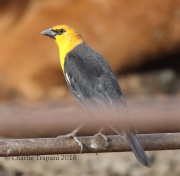 0J6A0410Yellow-Headed_Blackbird