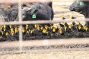 0J6A0413Yellow-Headed_Blackbird_Flock