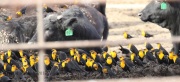 0J6A0413Yellow-Headed_Blackbirds