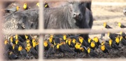 0J6A0416Yellow_Headed_Blackbirds